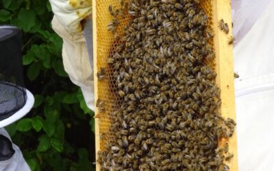 Ausflug in die Bienenwelt