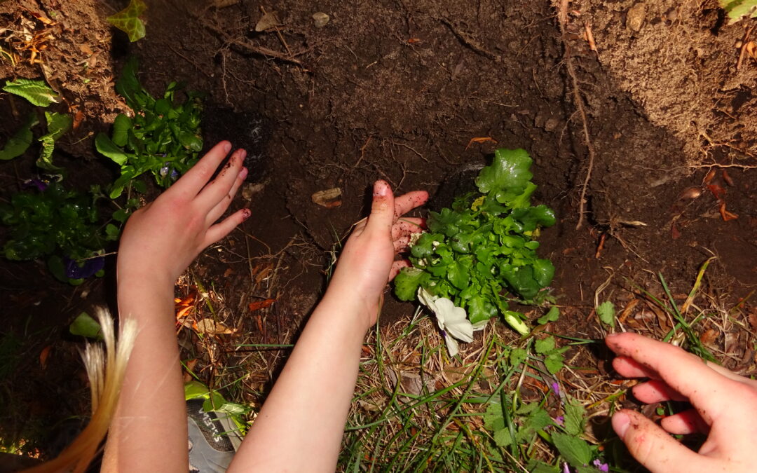 Wir pflanzen Blumen